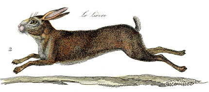 \"hare